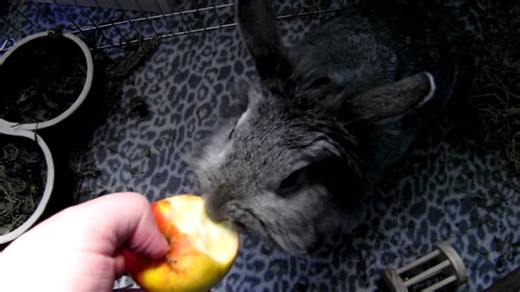 Free video - Rabbit, Adoption, Apple