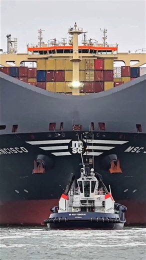🚢 Who is the World's Largest Shipping Company? 😱 MSC's 24,000+ Container Ships! #shorts #facts
