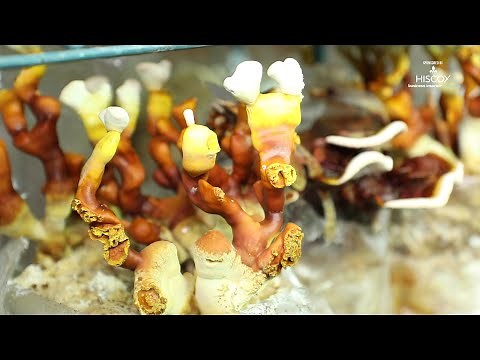 This mushroom farm is completely underground! | Secretly Awesome