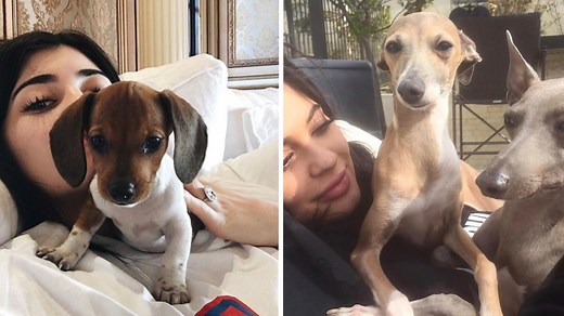 How many dogs does Kylie Jenner have? Names, ages and more