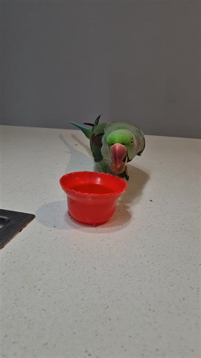 A new trick for Zazu today. He was a little fiesty but a lot funny 😁 😜 | Eddie's Flight Club