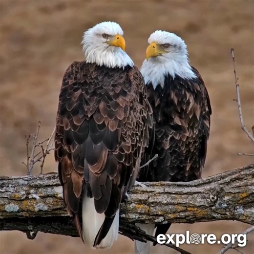 What's today's gossip? | explore.org