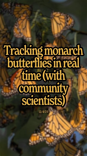 Jacob Simon on Instagram: "Is this just cool, or will it help protect monarch butterflies? 🦋 This man challenged the world to create a tracker light enough to safely live on the backs of these iconic pollinators, which seemed impossible at the time, but became a reality thanks to teamwork and community scientists…"
