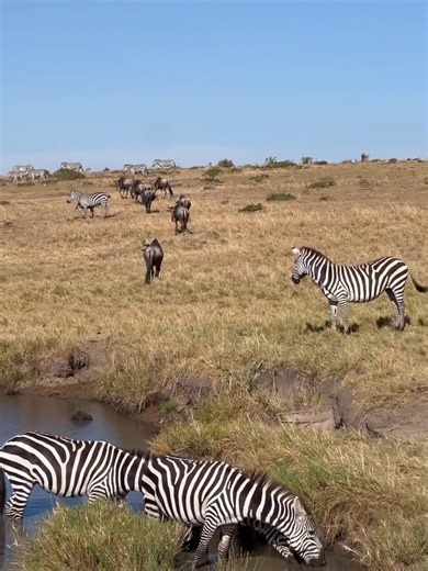 Zebras and wildebeests often move together because it improves survival. Zebras use their strong eyesight and memory to locate grazing areas and water, while wildebeests have a keen sense of smell and hearing to detect danger. Grazing together also reduces individual risk from predators and allows each species to feed on different parts of the grass without competing. Video from Peter Sairowua Speak to us and our experts will be ready to help you craft the best safari experience for you. Email h