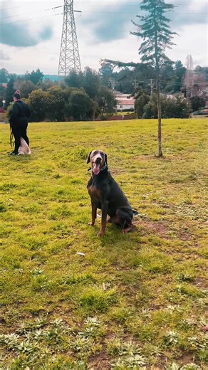 Reactivity is a challenge, not a definition. With the right approach, progress is always possible. Obedience is earned through consistency. Growth begins with understanding. #DogTraining #ObedienceTraining #ProfessionalDogTraining #CanineEducation #dogtrainerlife