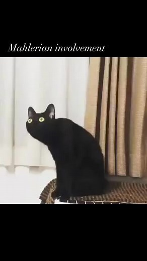 Happy International Cat Day 🍾🎉🍀 | History of Music