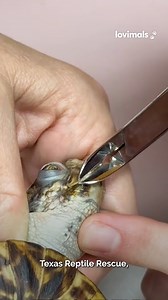 Giving my turtle a beak trim 🐢👏 | Lovimals