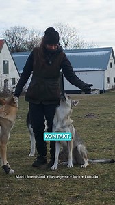 🐺✨ Får du den kontakt, du ønsker – også når I er i bevægelse? Mange hunde kan sagtens tage øjenkontakt, når de står stille… Men hvad sker der, når du begynder at bevæge dig? Når der kommer forstyrrelser? Når du “taber noget på jorden”? 😉 I denne video viser jeg, hvordan du kan: ✔️ Skabe stærk kontakt i bevægelse ✔️ Undgå at miste din hunds fokus ✔️ Træne med bevidste forstyrrelser ✔️ Tage træningen til næste niveau – ja, endda med to hunde på én gang Små justeringer i din timing og belønning k