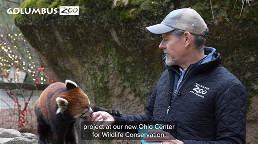 Our President and CEO, Tom Schmid, has a special message following the Ohio State Football win over Tennessee Football. A heartfelt thank you to Zoo Knoxville and Zoo Knoxville President and CEO Bill Street for being fantastic sports. Thanks to this friendly wager, Zoo Knoxville is donating to our wetland restoration project at our new Ohio Center for Wildlife Conservation, helping local wildlife in our Buckeye State like hellbenders and protecting essential habitats. But the giving doesn’t stop