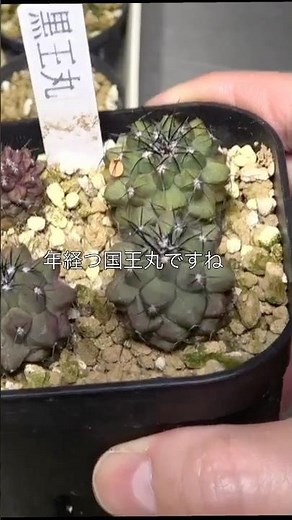 【実生黒王丸】#観葉植物 #サボテン #plants #植物のある暮らし #コピアポア#園芸#サボテン好き