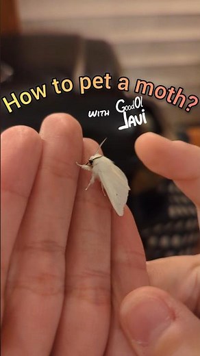 How to pet a moth? - Meet this tiny tiger #moth with a #fluffy white coat and delicate wings!