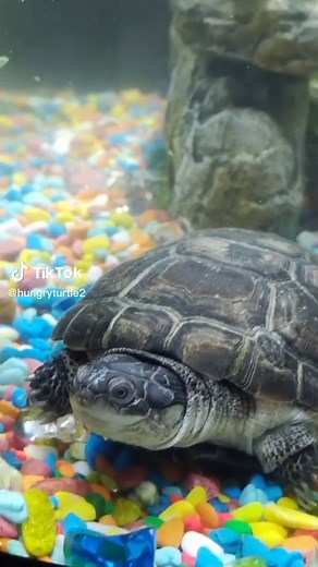 Algae Eaters for Your Turtle Tank: A Peaceful Solution