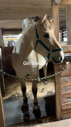 #cheval #equitation #horse #sport @🛢️🐴Viking🐴🛢️ @Dakota