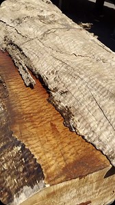 Sapele is a large tree native to Central Africa, commonly found in rainforests from the Ivory Coast to Cameroon. The wood can either have a plain look, ribbon-like stripes, or a highly figured grain, but “sapele pommele” refers to a specific type of figured pattern. Known for its golden to dark reddish-brown color, sapele is often seen as a more affordable alternative to mahogany. It’s durable, strong, and dense, making it popular for furniture and guitars, while still offering the rich look of