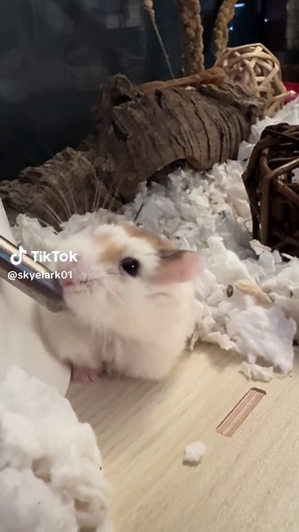 Meet DAVE! He is looking for a home through @Oregon Small Animal Resources #hamster #hamsters #hamstersoftiktok #adoptdontshop #dwarfhamster #eugene #oregon #pnw #rescue #smallpets #adoptme #osar #oregonsmallanimalresources