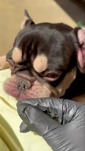 It’s terrible, just horrific and terrible. Uncle Fester has an appointment on Thursday for a surgery consult. No need to do anything but hurry up and get this operated on. | Lone Star Dog Ranch & Dog Ranch Rescue