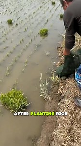 269K views · 1.7K reactions | Rice farming techniques #ricefarm #farming #farmlife #reels #viral #fyp | Ibrahim Haruna Idris | Facebook