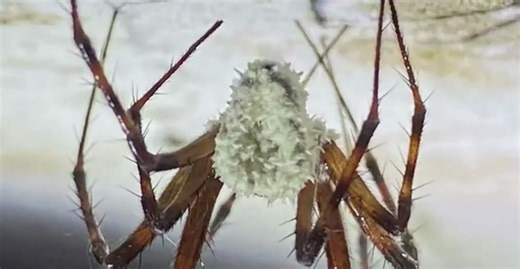 Newly discovered fungal zombie spiders named for Sir David Attenborough