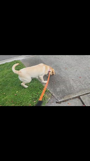 20 reactions | Everyone meet Bailey the yellow lab, who is here for obedience and impulse control. Stay tuned! | Take the Lead K9 Training | Facebook