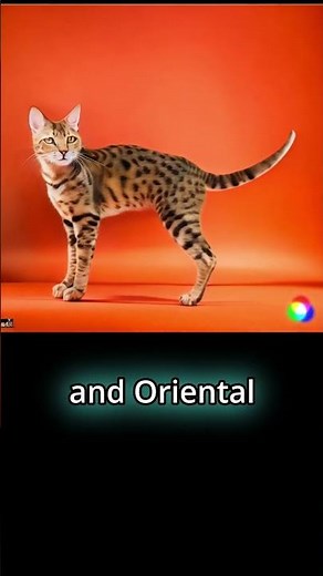 "Rare Cat Breeds Revealed: What Makes Them Special?"