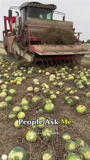 Crushing Watermelons for Seeds: Innovative Farming Method