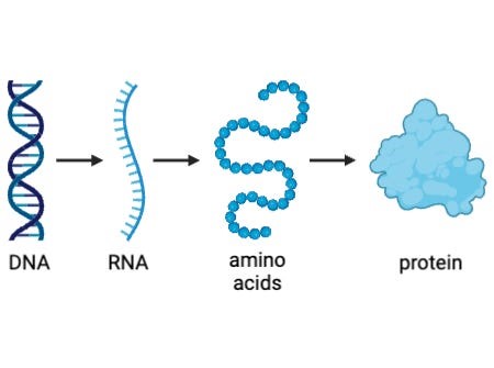 Understanding Genetic Errors