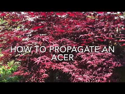 How to Propagate An Acer, How to Take Cuttings of Acers
