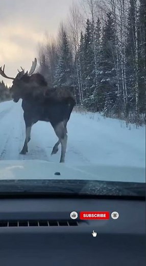 Dashcam: Hunter Runs for His Life From a Moose