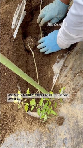 #トマト#畑#農家#家庭菜園#トマトの苗#ミニトマト#農園、こんにちは！山田2525農園です😊先日ミニトマトの苗の植え付けをしました(^○^) お爺の作るトマトが皆様の食卓に並びますように✨