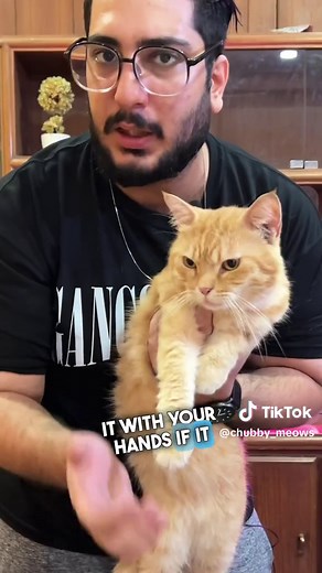 How to Calm an Aggressive Cat: 4 Tips for Calming Down Kittens