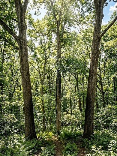 Building a Suspended Modern Treehouse with Steel Cables #treehouse #cabinbuild #tinyhouse #offgrid #glamping #architecture #diybuild #moderncabin