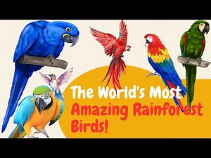 The World's Most Amazing Rainforest Birds! Birds for Kids | Learn all about Birds |Amazon Rainforest