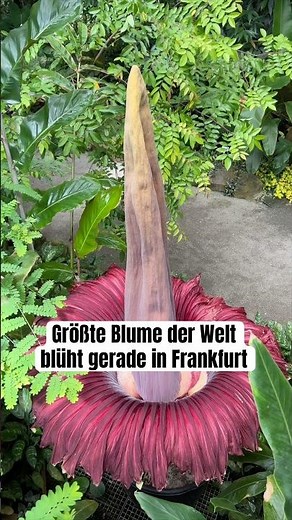 World's largest flower: Titan arum #titan arum #frankfurt #palmgarden #flower