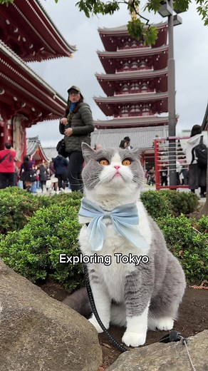 Traveling to Japan with Cats: A Guide