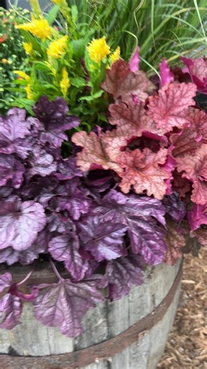 1.2K views · 89 reactions | This container features 'Peachberry Ice' Heuchera and 'Wildberry' Heuchera from the Proven Winners perennial collection, along with other fall perennials/annuals | Walters Gardens | Facebook