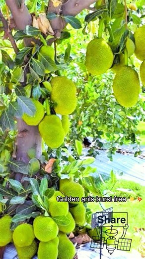 Jackfruit Meets Coconut Oil