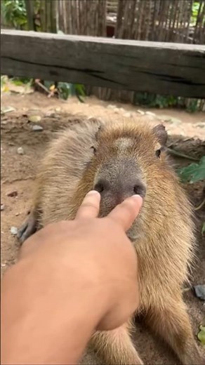 Meet the Chillest Creature on Earth—The Capybara #capybara #animalfacts #wildlife