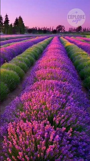 Sequim Washington: The Lavender Capital of North America #trending #shortvideo