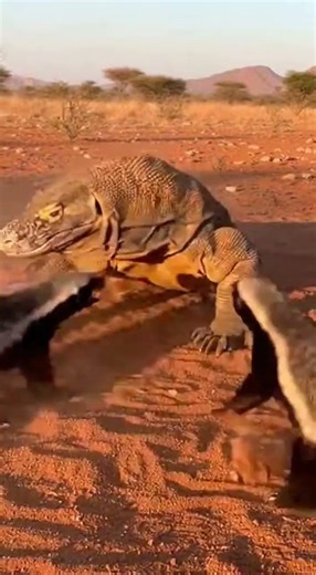 Honey Badgers Attack Komodo Dragon Who Wins #animalfight #wildlife #shorts