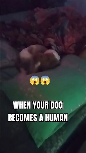 WHEN YOUR DOG BECOMES A HUMAN