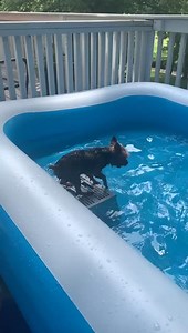 917K views · 10K reactions | He loves to swim! ❤ | I Love Yorkies | Facebook