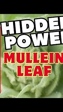 Hidden Power of Mullein Leaf | The Ultimate Guide to Growing Mullein Leaf