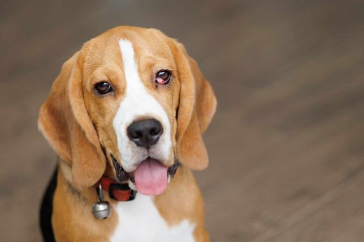 The 8 Most Common Health Problems in Beagles