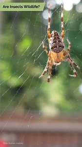 This Earth Day, we’re focusing on the legal definition of “wildlife.” Are insects classified as wildlife where you live? If not, wildlife agencies usually can’t act to protect them. But they need our help! So we’re working to change policy. https://xerces.org/blog/insects-are-wildlife-too | The Xerces Society