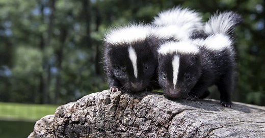 Are Skunks Nocturnal Or Diurnal? Their Sleep Behavior Explained