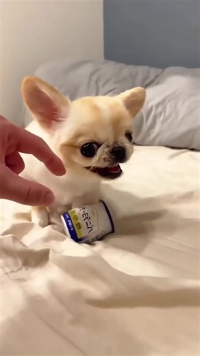 Chihuahua = Der Hund, der denkt, er sei ein Löwe #chihuahua #hunde #lustigetiere #wildetiere #haustier