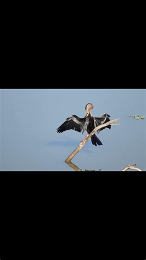 The Sun-Bather: Oriental Darter Drying Its Wings 🦢☀️in kaziranga