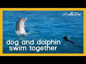 Dog and Dolphin Swim Together