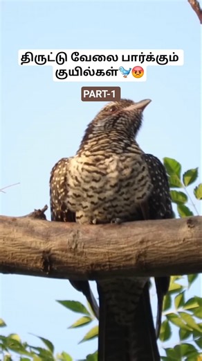 காக்கையை ஏமாற்றும் குயில் 🐦😡 Part-1 _ The Cuckoo Deceiving the Crow _ House Crow _ Tamil _ BioWorld