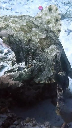 Goblin Sharks: The Stealthy Predators of the Deep!